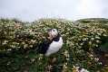 skomer246