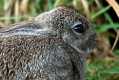 skomer295