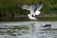 skomer297