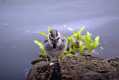 skomer304