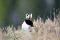 skomer322