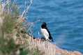 skomer445