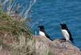 skomer447