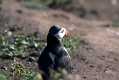 skomer483