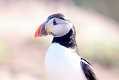 skomer487
