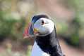 skomer489