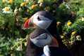 skomer523