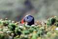 skomer530