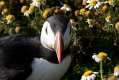 skomer531