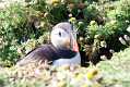 skomer538