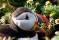 skomer539