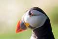 skomer542