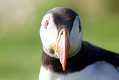 skomer544