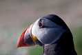 skomer545