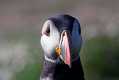 skomer547