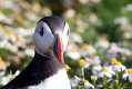 skomer550