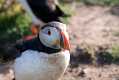 skomer561