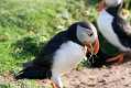 skomer565