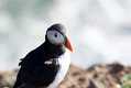 skomer567