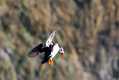 skomer579