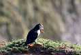 skomer586