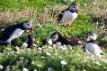 skomer599