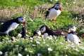 skomer599