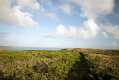 skomer627